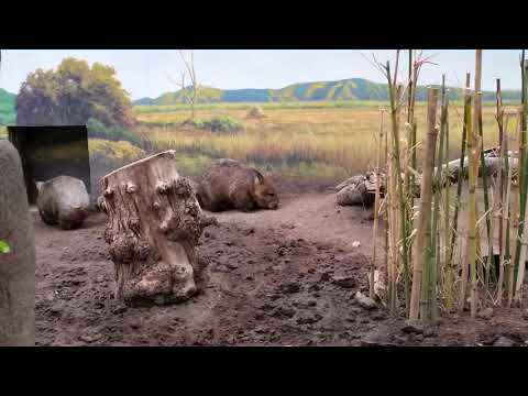 Two Southern hairy-nosed wombats in enclosure