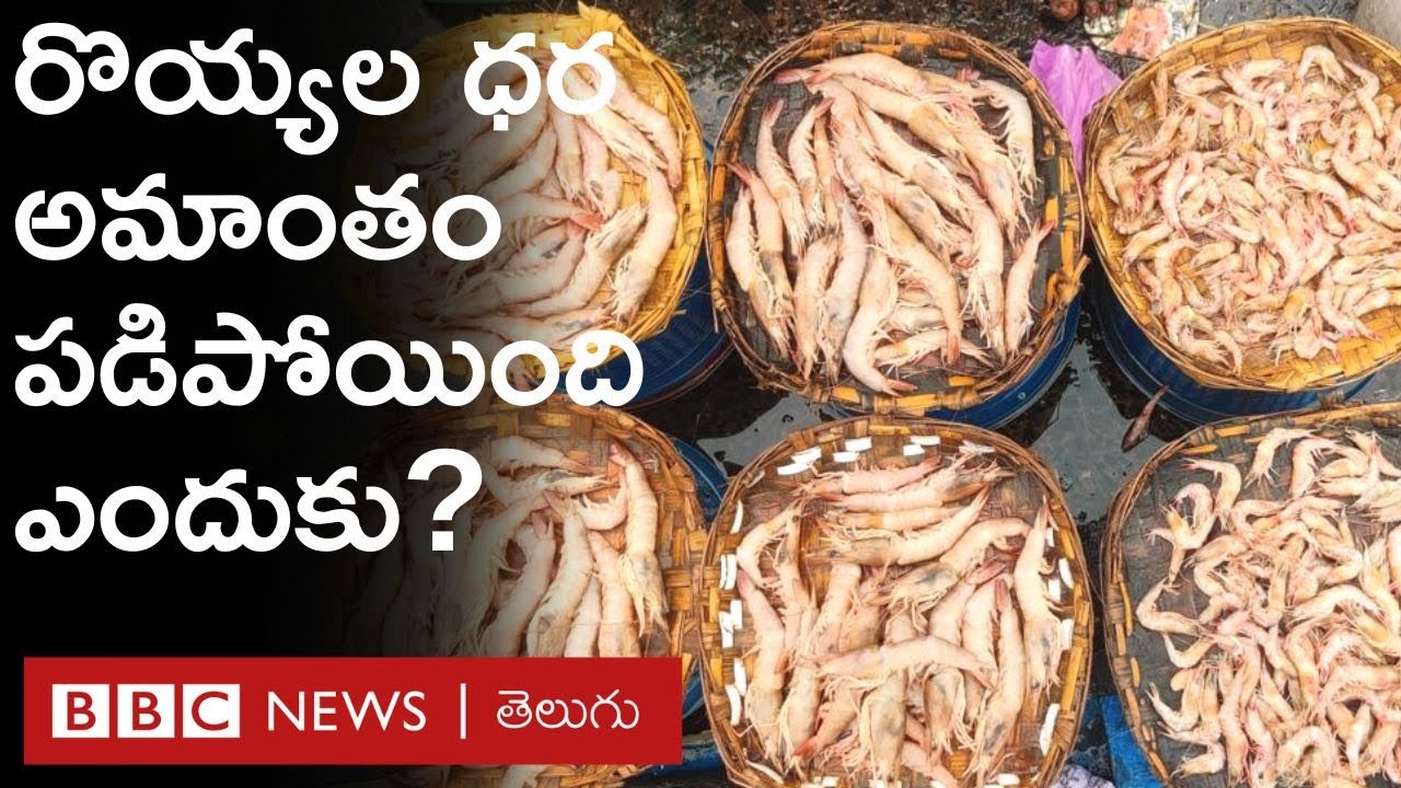Prawns Rate : రొయ్యలు ఇప్పుడు ఎంత చవకగా దొరుకుతున్నాయో తెలుసా? | Visakhapatnam | BBC Telugu