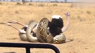 PYTHON VANGT DE STRUISVOGEL EN VERSTRIKT HEM