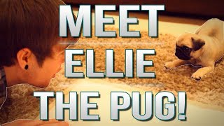 TDM Vlogs | MEET ELLIE THE PUG! | Episode 17