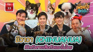 ชิวาว่า(CHIHUAHUA) I เพื่อนรักสัตว์เอ๊ย Ep.33