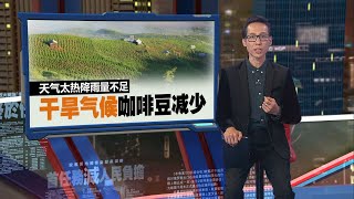 ROBUSTA咖啡豆价格升升升   ICO报告：批发价破45年新高 | 新闻报报看 08/05/2024