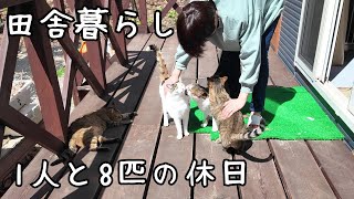Country life with dogs and cats/A lonely housewife's lively holiday by 犬と猫と小さな家   Country Life in Hokkaido 3,883 views 4 weeks ago 11 minutes, 53 seconds