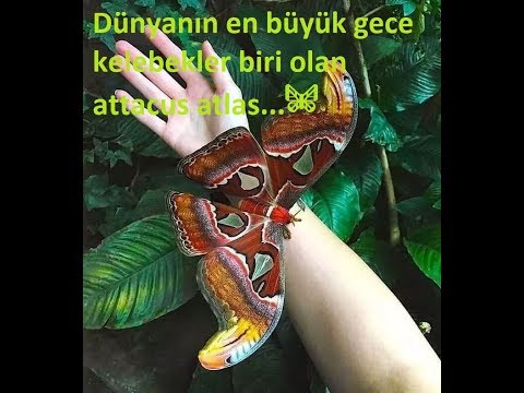 Attacus Atlas/ Kelebek
