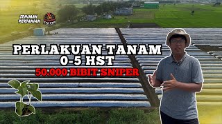 Download Lagu 0-5 HST, FASE KRITIS CABAI YANG SERING DIABAIKAN PETANI. TIPS CABAI ALA SENIMAN PERTANIAN MP3 Download Lagu 0-5 HST, FASE KRITIS CABAI YANG SERING DIABAIKAN PETANI. TIPS CABAI ALA SENIMAN PERTANIAN MP3