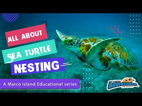 Sea Turtle Nesting On Marco Island -  Facts & how can you help ensure a great nesting season!