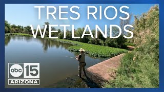 Wetlands in Arizona? Tres Rios Wetlands is Phoenix’s hidden nature gem