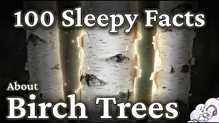 The Quiet Science of Birch Trees (Relaxing Science for Sleep)