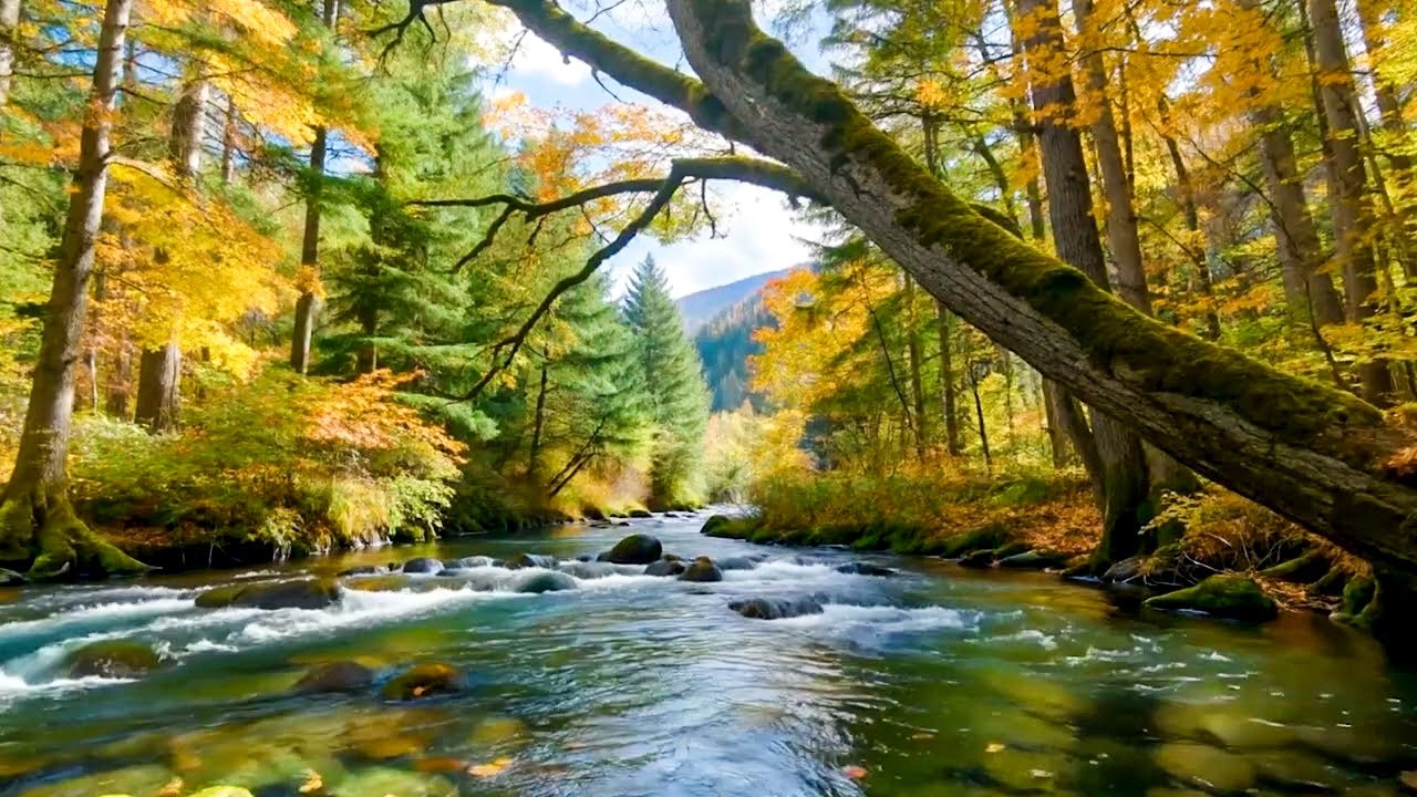 Forest River Sounds, Flowing Water, Birds Chirping, Calm Nature for ...