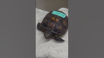 Baby gopher tortoise with a fracture. #turtlewatching #tortoise #crush