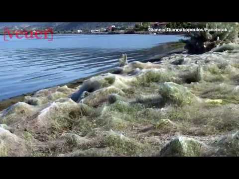 See the Creepy 1,000-Foot-Long Spider Web Covering A Lagoon In Greece