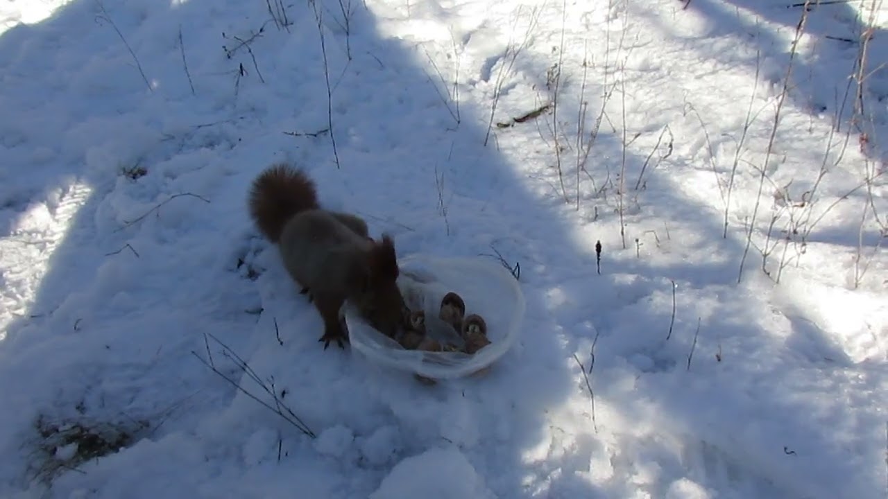 Белка нашла кулёк с орехами) The squirrel found a bag of nuts.