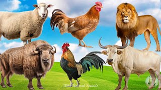 Happy Animal Farm Sounds: Bison, Sheep, Bull, Lion, Chicken, Rhinoceros - Animal Paradise by Wild Animal Sounds 7,102 views 3 weeks ago 30 minutes