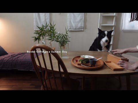 ボーダーコリー暑い日どうしてる?How We Keep Our Border Collie Cool on Hot Days ☀️🐶❄️
