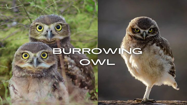 Burrowing Owl : True Facts About the Owl!