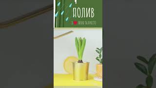 ДОГЛЯД за кімнатними РОСЛИНАМИ після ПЕРЕСАДКИ 🌿#shorts