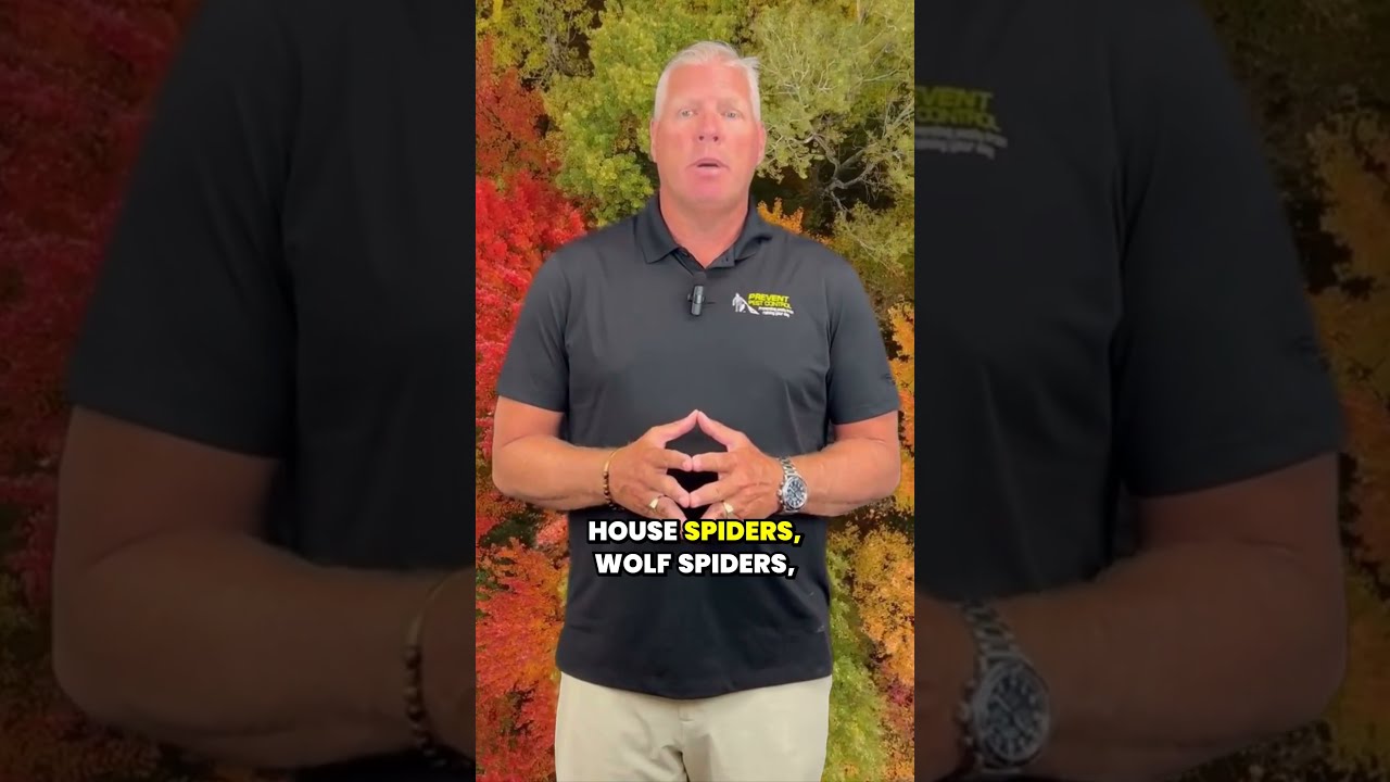 What Types of Spiders Are Common in Ohio During The Fall?