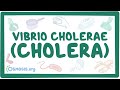 Vibrio cholerae (Cholera) - an Osmosis Preview