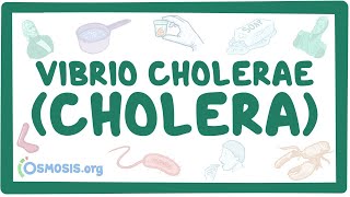 Vibrio cholerae (Cholera) - an Osmosis Preview screenshot 1