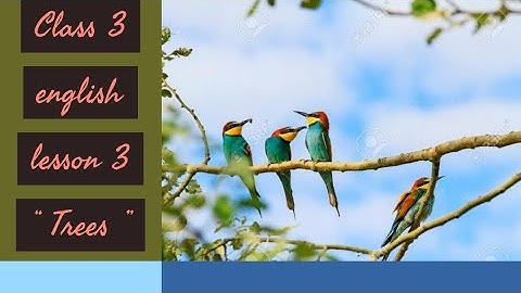 Class 3 english lesson 3 " Trees "