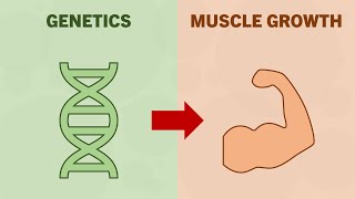 How Much do Genetics Influence Muscle Growth?