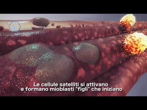 Video: Regolazione Epigenetica Dell'attivazione Delle Cellule Satellite Durante La Rigenerazione Muscolare