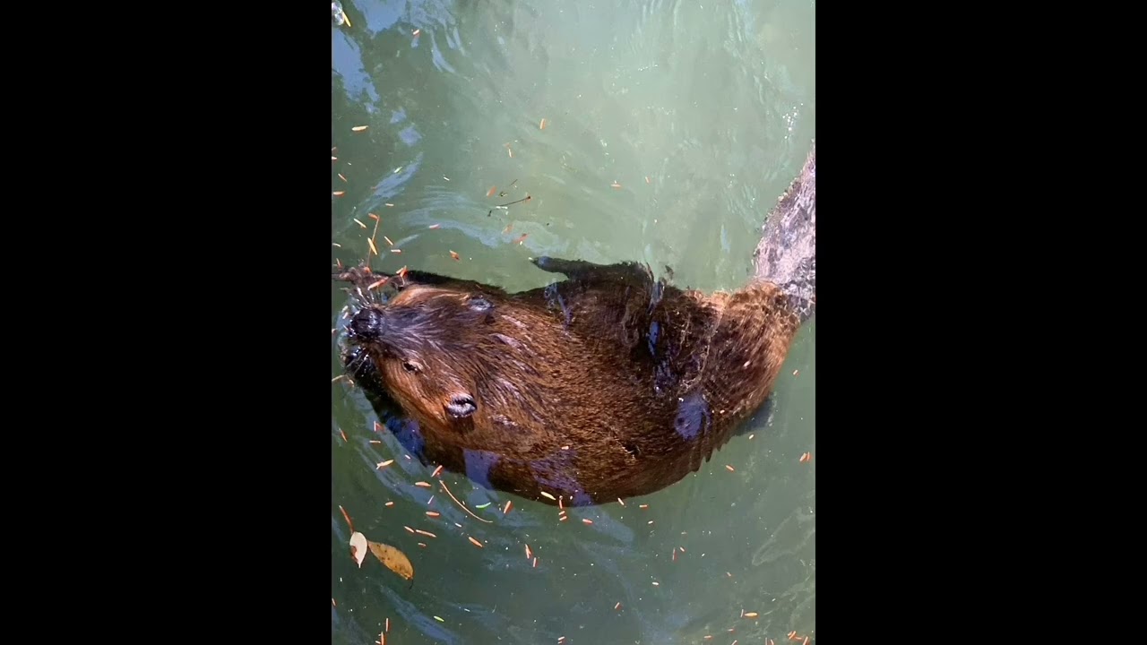 Амьтаны хүрээлэн үзүүлэв.