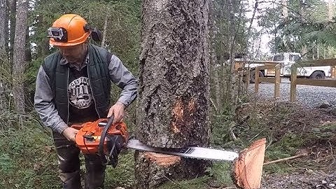 PORTED ECHO 620, FALLING SECOND GROWTH TIMBER