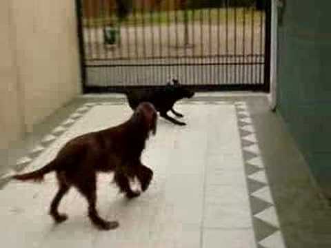 chocolate labrador (9 monts) irish setter (11 year...