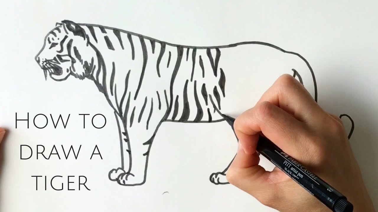 How To Draw A Tiger Face In A Few Easy Steps  Tiger Face Drawing Easy  Transparent PNG  678x600  Free Download on NicePNG