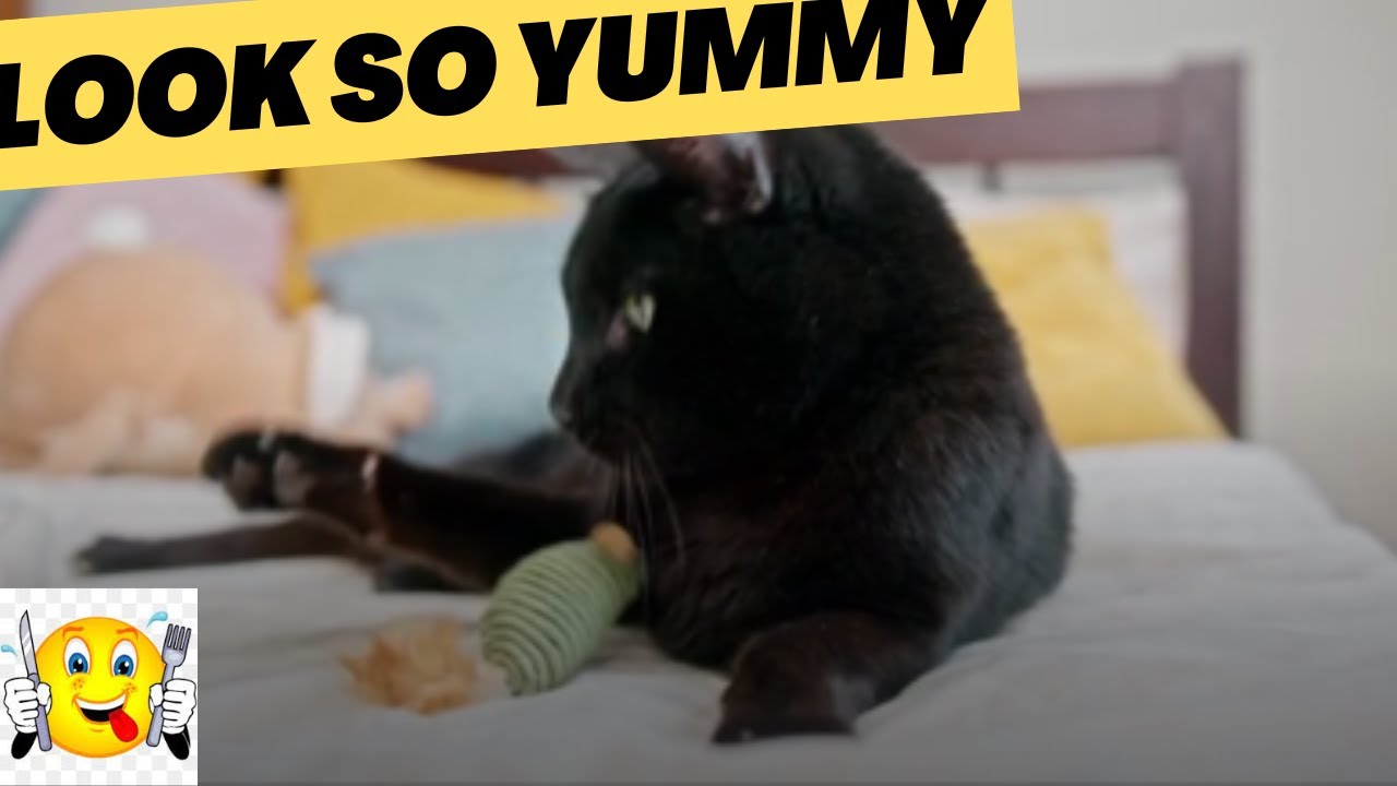 Cats Playing With Their Favorite Toy| Mouse Toy Game| Urliyaan Parliyaan