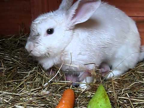 mother rabbit with babies