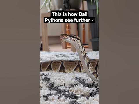 Ball Python staring into space 😂 - YouTube