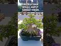 PREDIKAT BAIK SEKALI, ANTINGPUTRI YG SUPER KREEN@mahkotabonsai#shorts#bonsai#viral