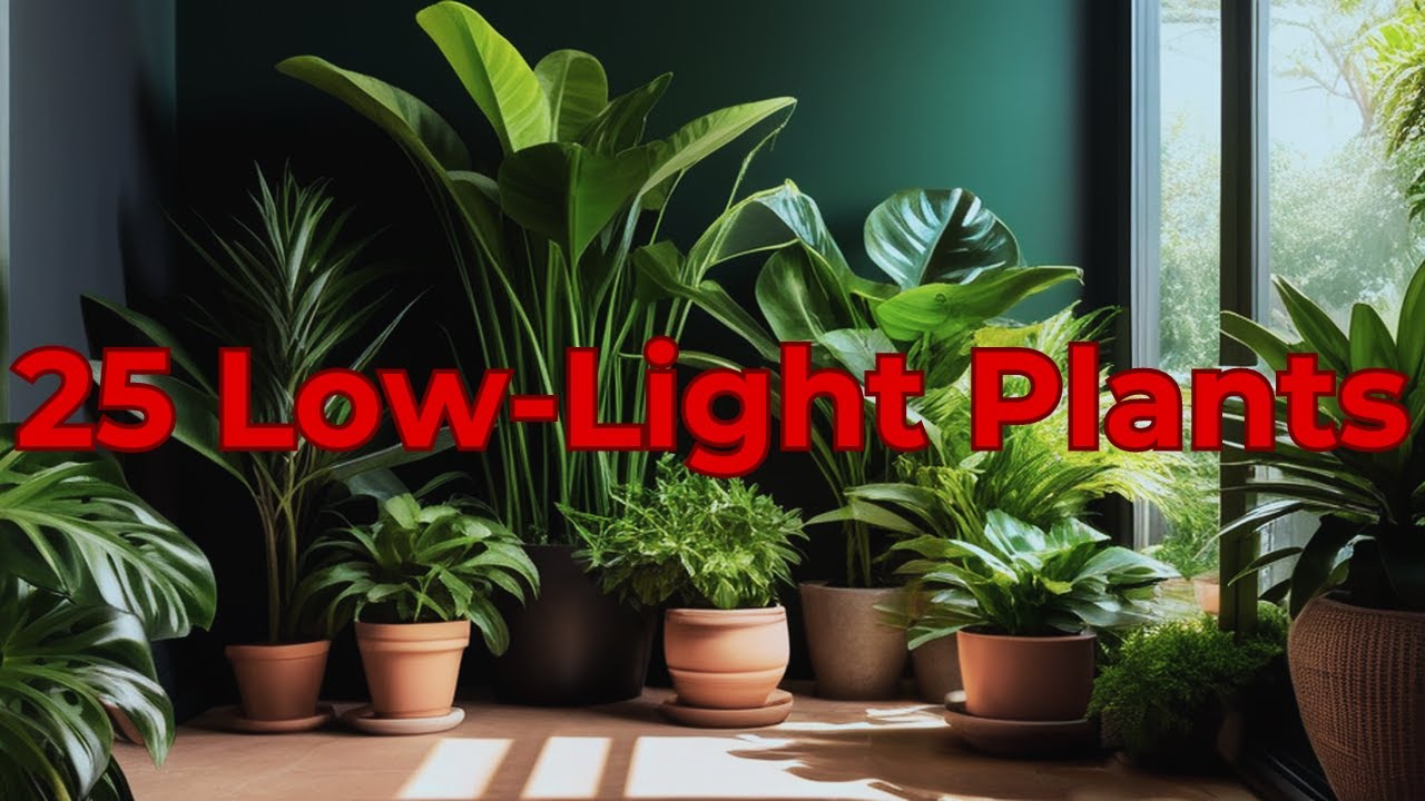 Surviving the Shadows: 25 Low-Maintenance Houseplants for Low Light ...
