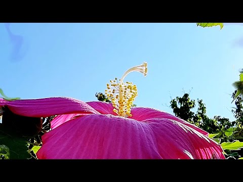 아름다운 귀부인 부용(Beautiful Lady Hibiscus Mutabilis)~