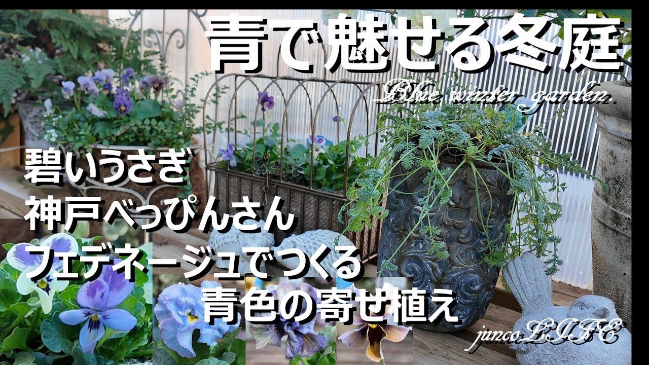 青色の寄せ植え＊ローズガーデンカネコさん＆フラワーガーデン泉さんでの素敵な購入品＊猫ちゃん