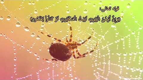 سورة العنكبوت تلاوة جميلة لشيخ رعد محمد الكردي تريح القلب