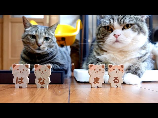 ドミノ倒しとまるとはな。- Domino toppling and Maru&Hana.-