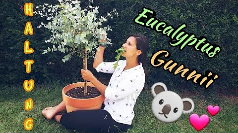 Kde se pěstují květy eukalyptu?