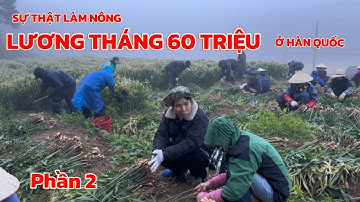 Phần 2 | Sự thật về nghề làm nông ở Hàn Quốc thu nhập 60 triệu/tháng có thật không? | Thi Hàn Quốc 