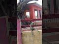 monkey Mane Bandar #trending #funny #monkeyManeBandar