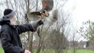 flying hawk motion slow prey bird