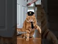 naughty cat #ai  #cat  #viral  #funny