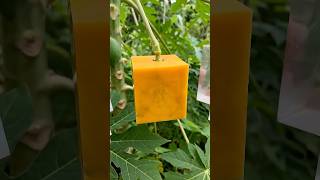 Kusursuz Küp Papaya: Geometrik Meyve Time-Lapse 🧊🧡