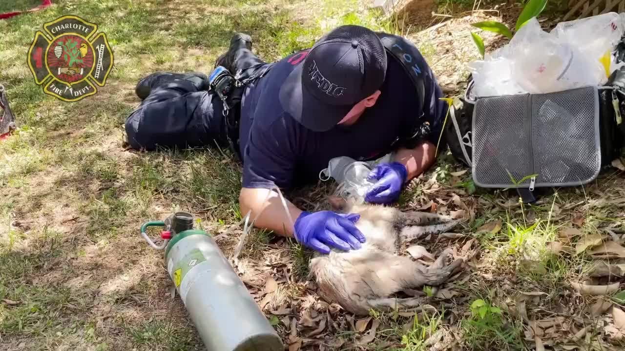 Cat rescued, several other cats perish in SE Charlotte kitchen fire ...