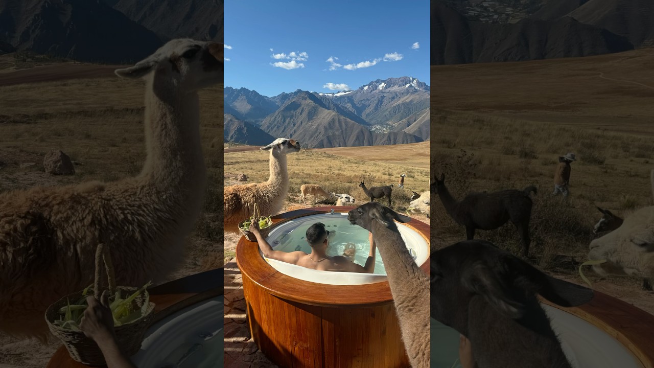 MARAS PERÚ 🦙🏔️🇵🇪 