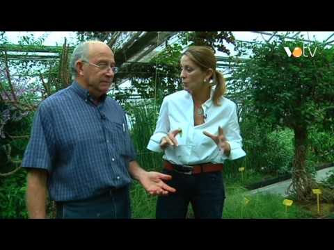 Video: Ensaladas Exóticas Con Hierbas De Jardín Y Silvestres - Temporada 