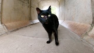 黒猫がトンネルの中から「こっちに来て！」と声をかけてきた