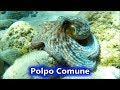 Ref:__huJ7PnoFo Polpo nelle acque di flumini ~  28  maggio  2017 | animali in sardegna